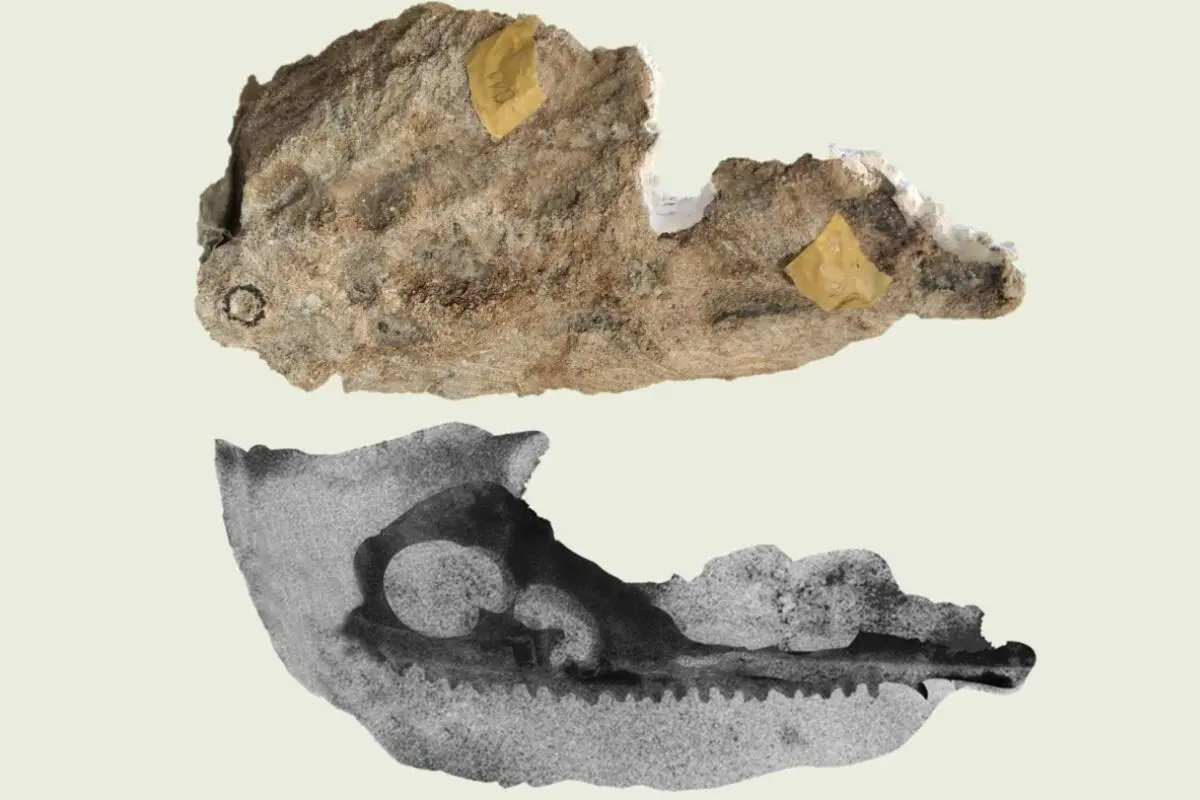 Oben der originale Gesteinsbrocken, unten der CT-Scan
