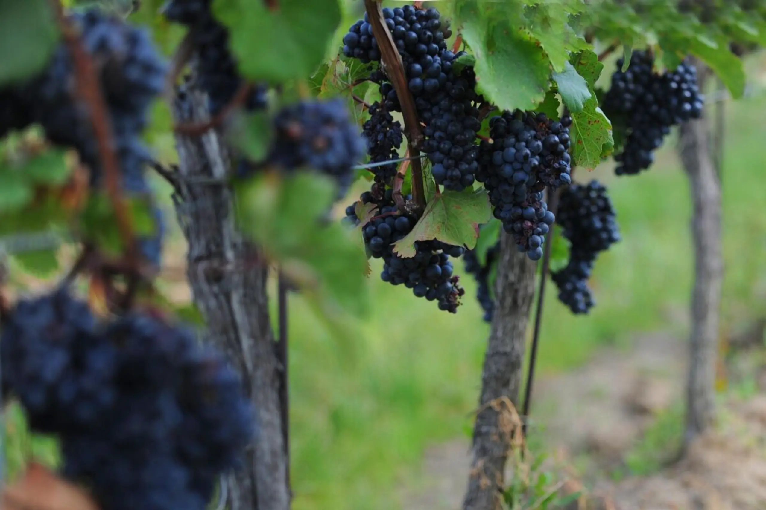 650.000 Hektoliter Wein sollen es heuer im Burgenland werden