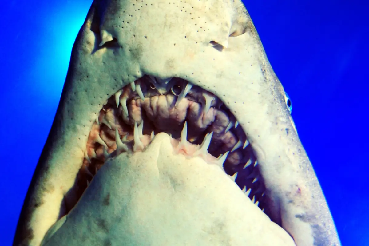 Möglicherweise ist Remineralisierung möglich