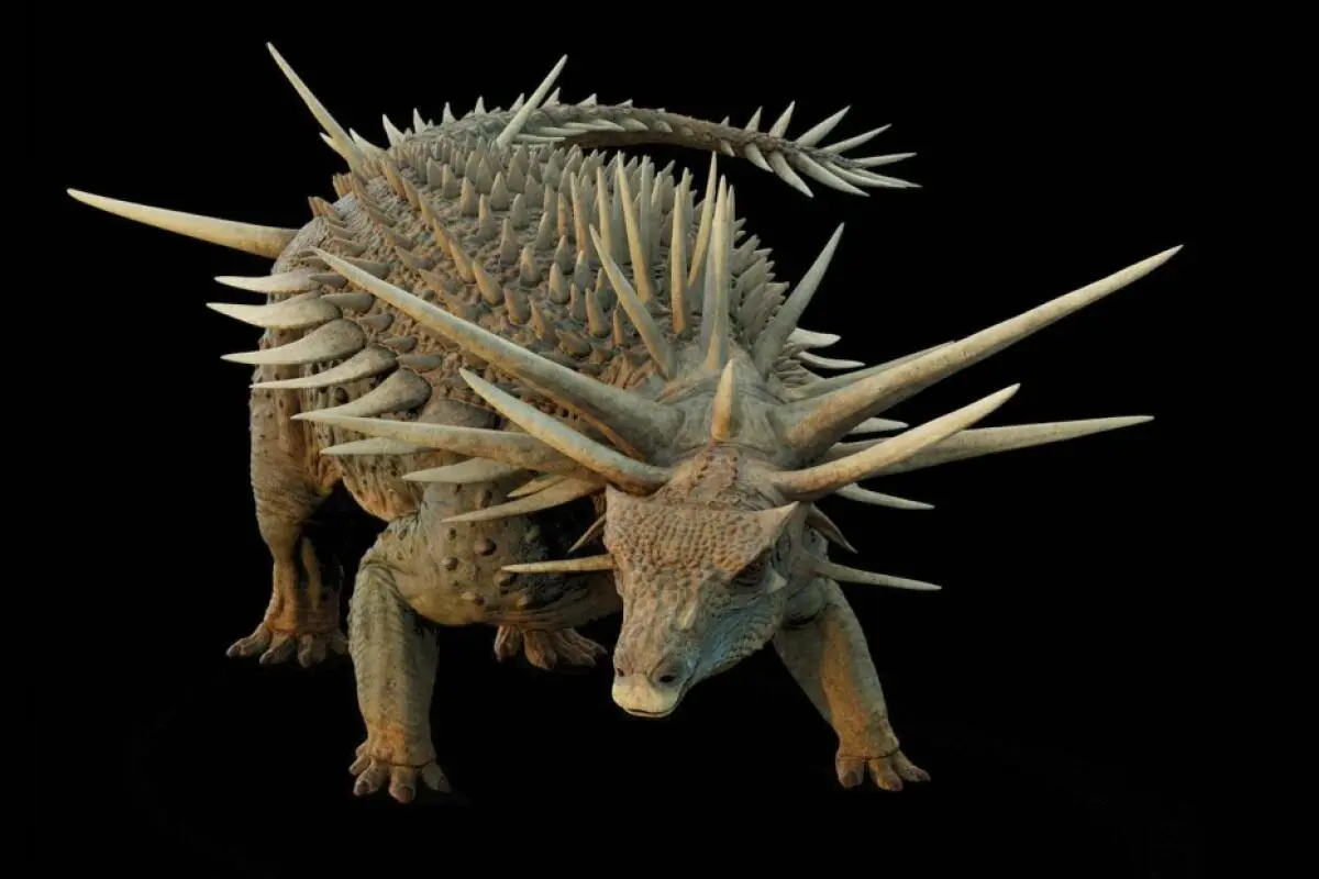 Über Spicomellus afer wusste man bisher kaum etwas