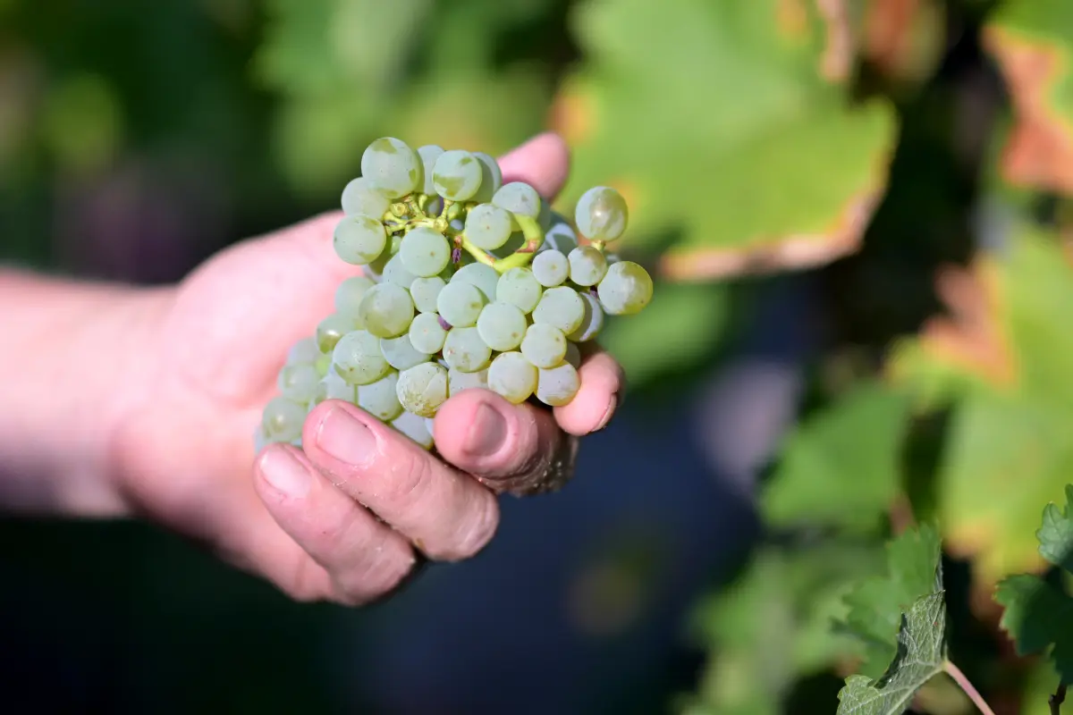 Weinlese im Vorjahr in Wien (Symbolbild)