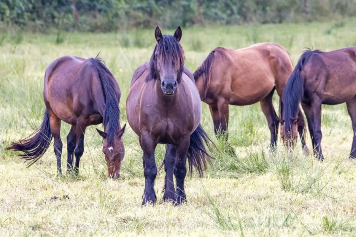 ++ ARCHIVBILD ++ Reiter waren tatsächlich kulturelle Vorreiter