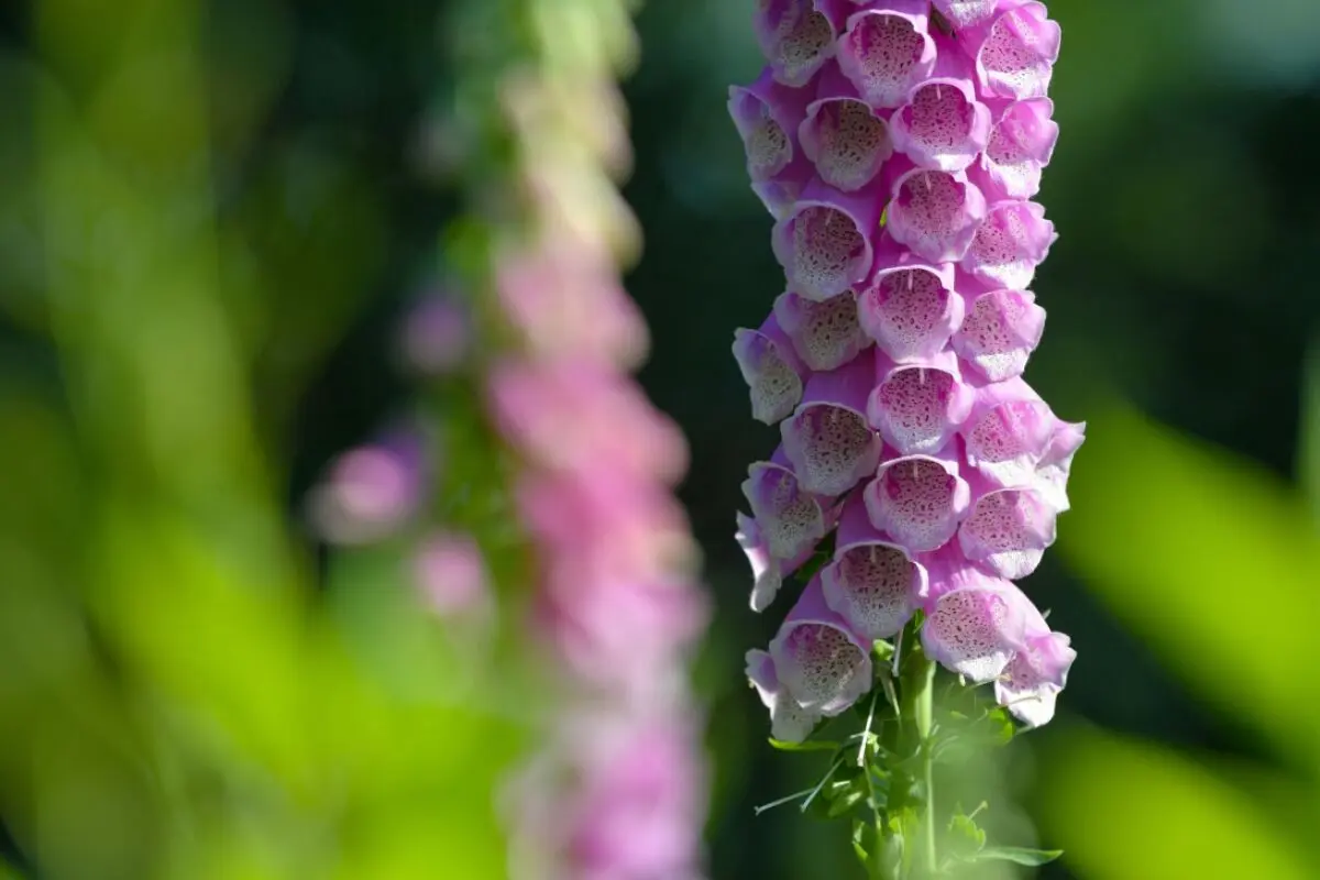 ++ ARCHIVBILD ++ Ein Allrounder: Der Rote Fingerhut