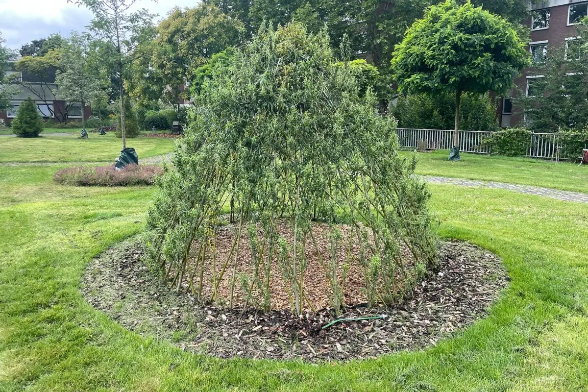 Das lebendige Weidentipi wächst und bietet Kindern einen Rückzugsort