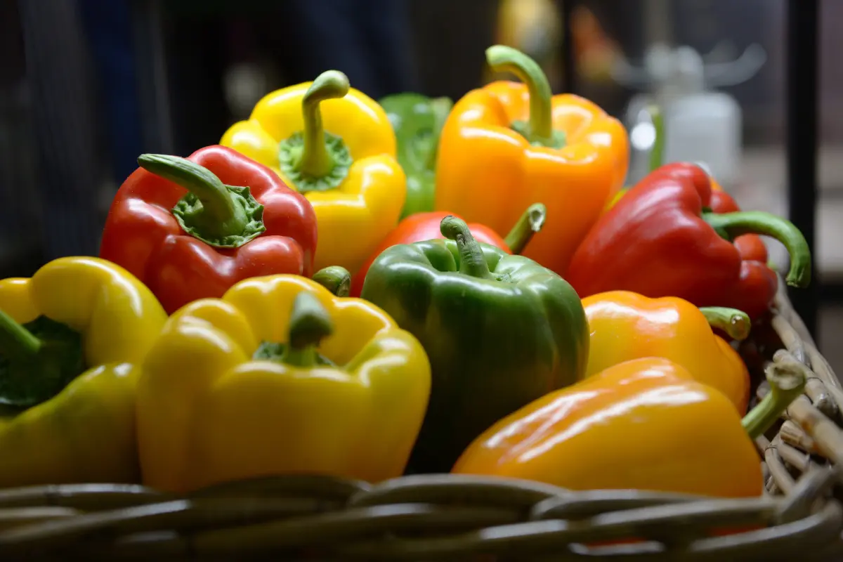 An der Farbe erkennt man den Reifegrad der Paprika