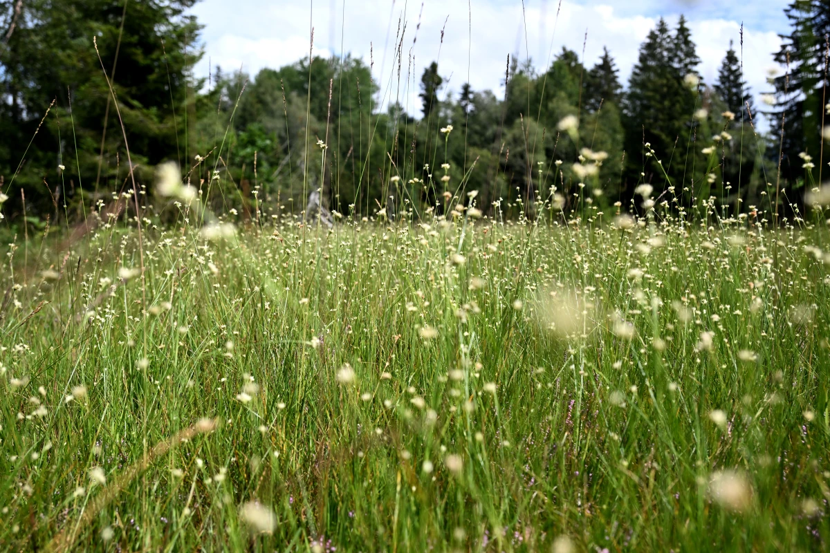 Südtirol verfüge über einen "beeindruckenden Schatz an Biodiversität"