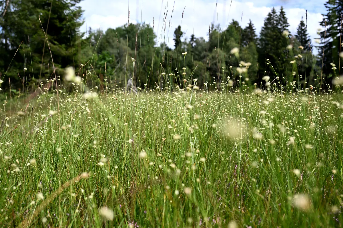 Südtirol verfüge über einen "beeindruckenden Schatz an Biodiversität"