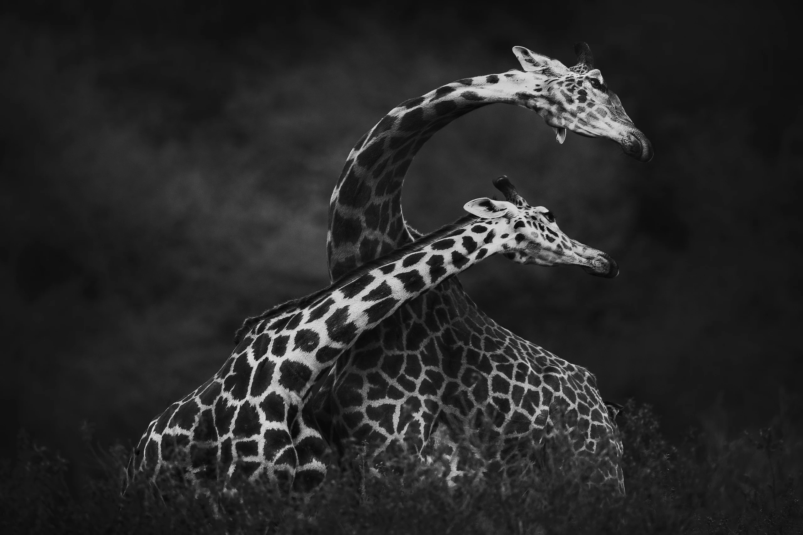 © Vicki Jauron Blurred image background