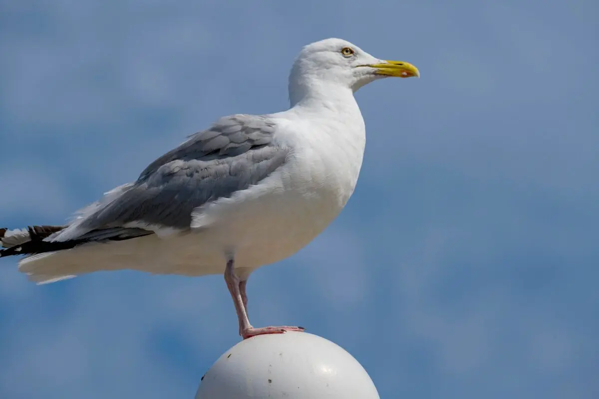 Auch im Winter fliegen viele Reisende auf Strandurlaub