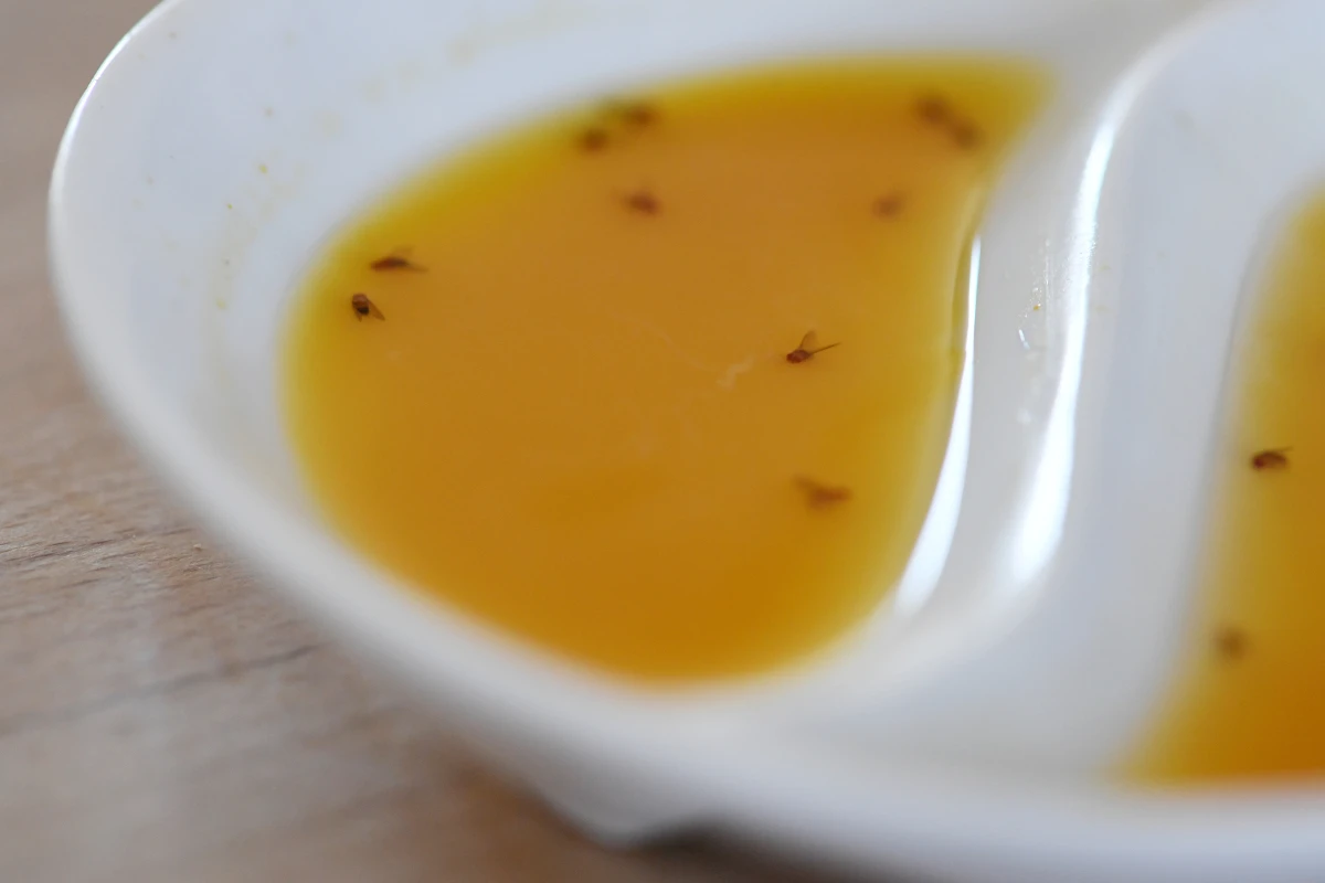 Mix aus Essig, Fruchtsaft und Spülmittel als ideale Fruchtfliegenfalle