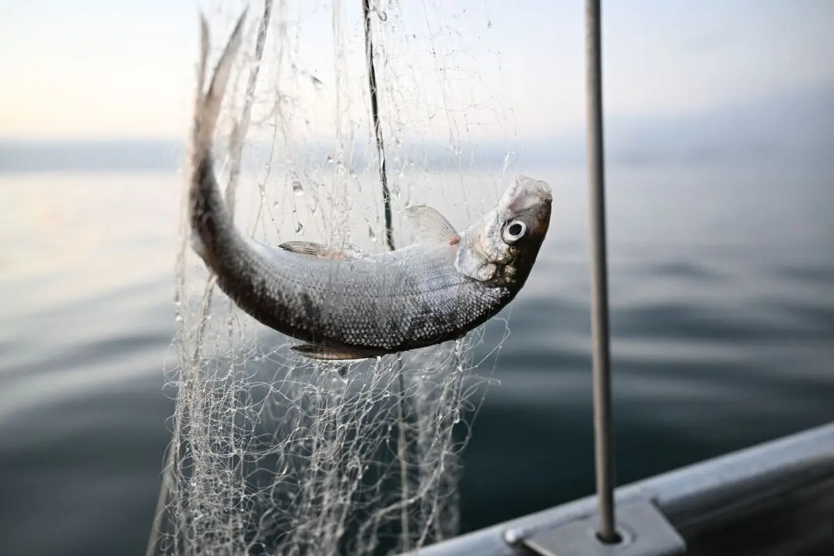 Klimawandel setzt Fischbeständen im Bodensee zu