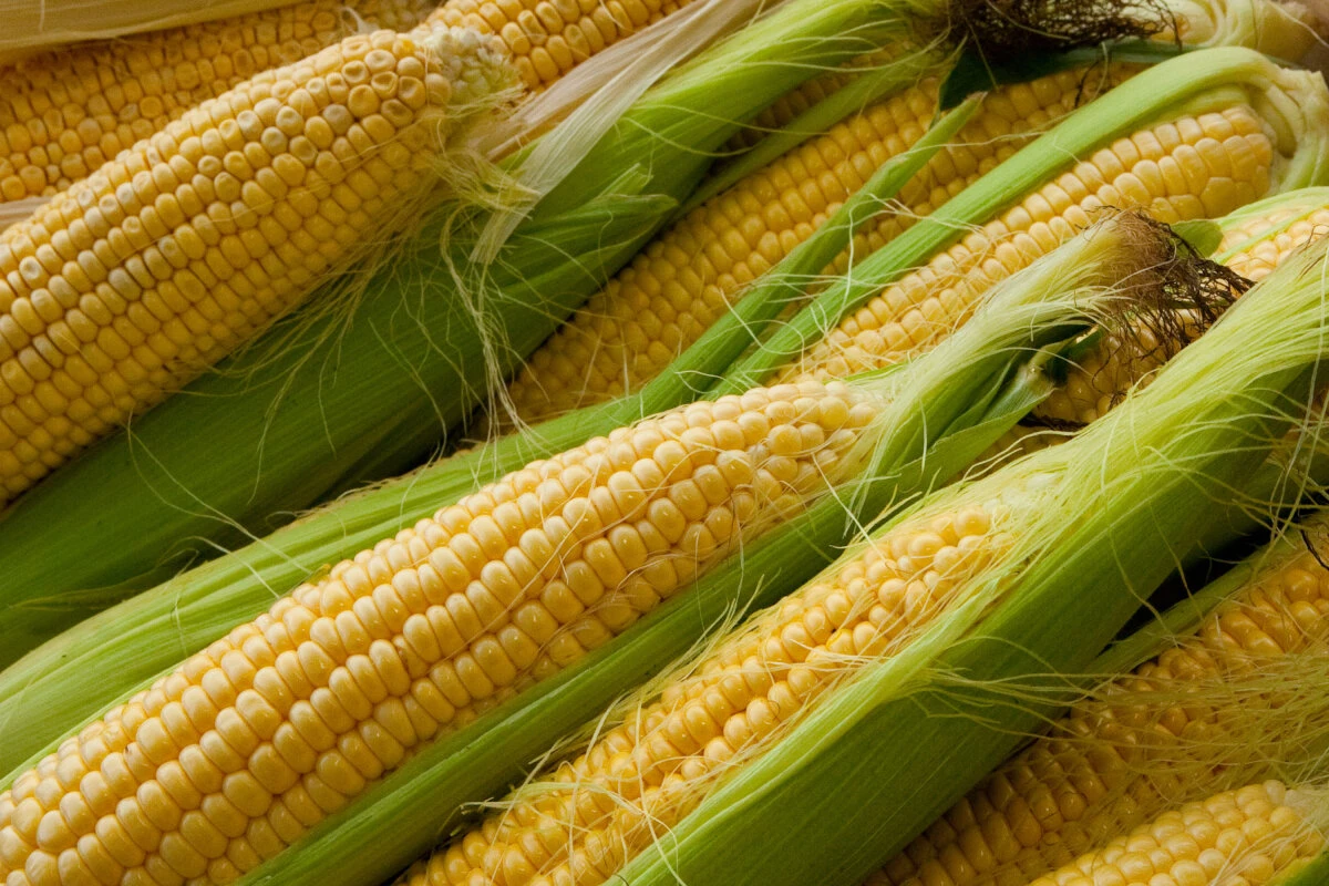 Zuckermais enthält mehrere Zuckerarten, reichlich Eiweiß und Vitamine
