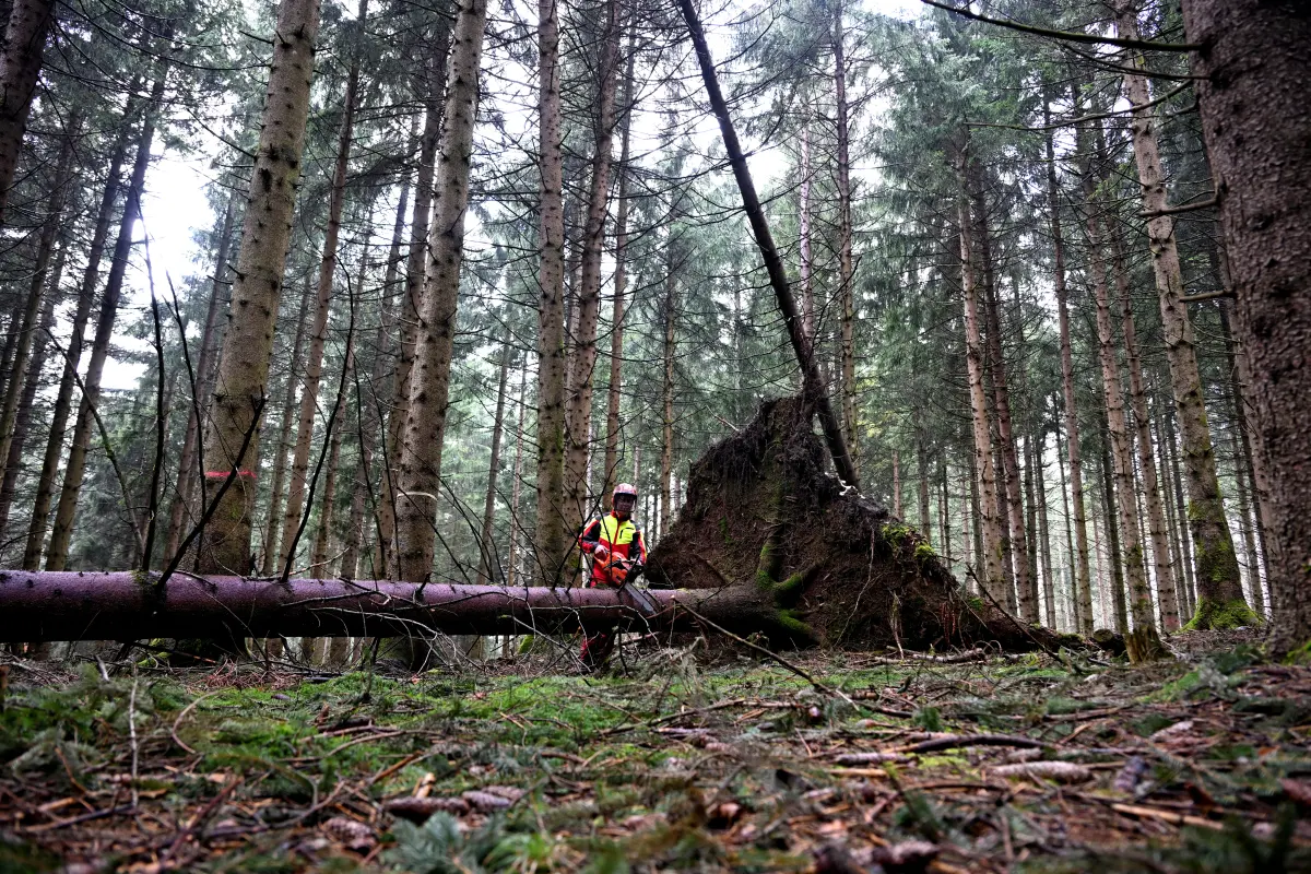 Forschende betrachteten Wald-Entwicklung durch ökonomische Brille