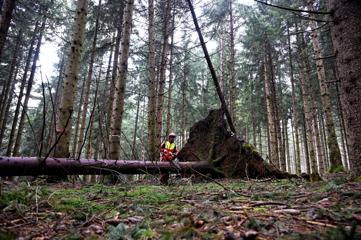 Forschende betrachteten Wald-Entwicklung durch ökonomische Brille