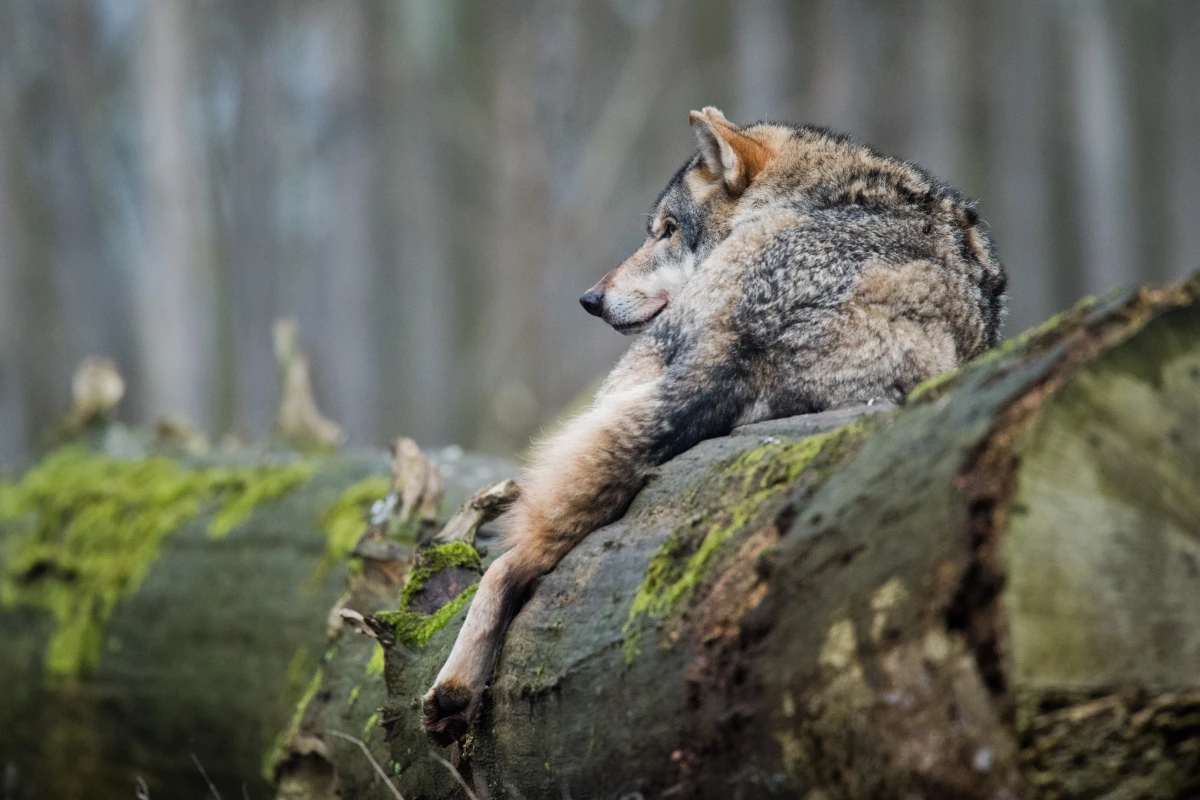 Wölfe haben ein scheues Naturell