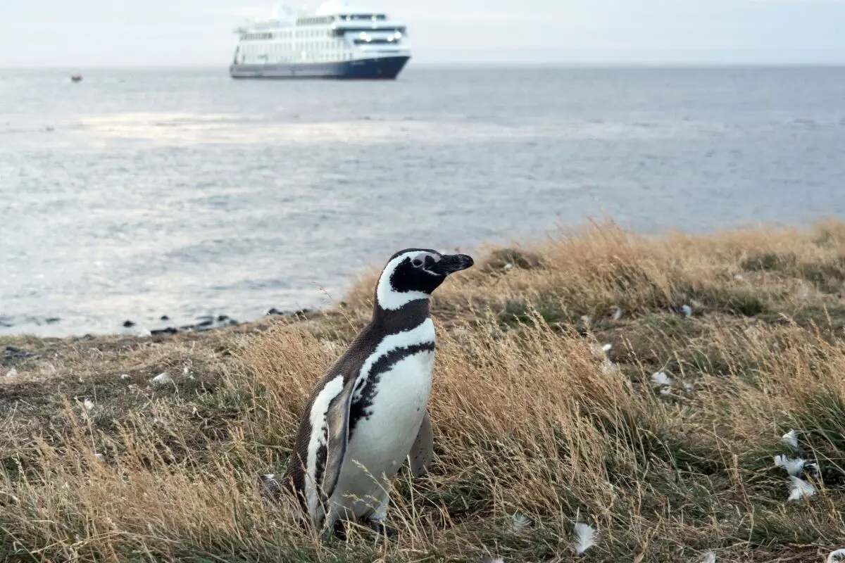 Auf der Insel Magdalena leben die Magellanpinguine