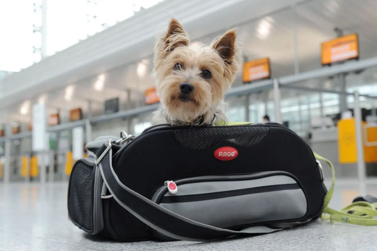 Kleine Hunde können mitunter in der Kabine mitfliegen