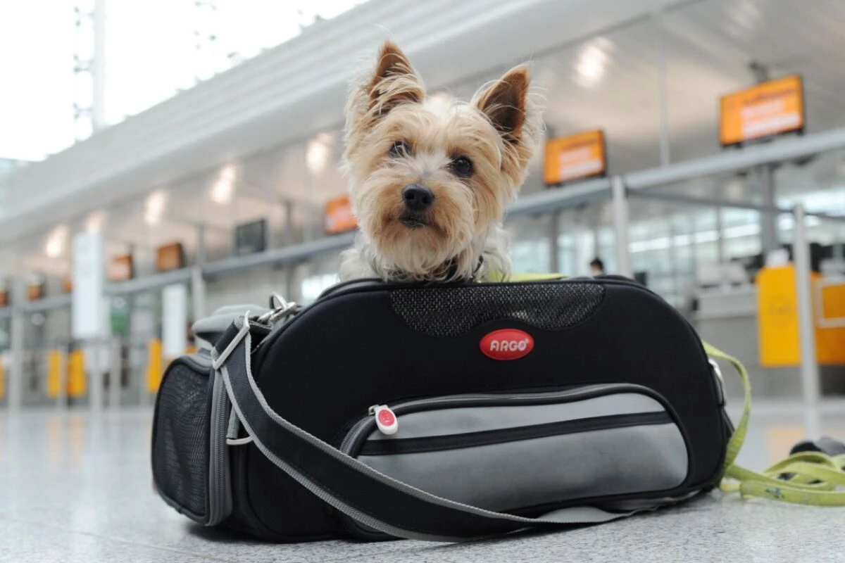 Kleine Hunde können mitunter in der Kabine mitfliegen