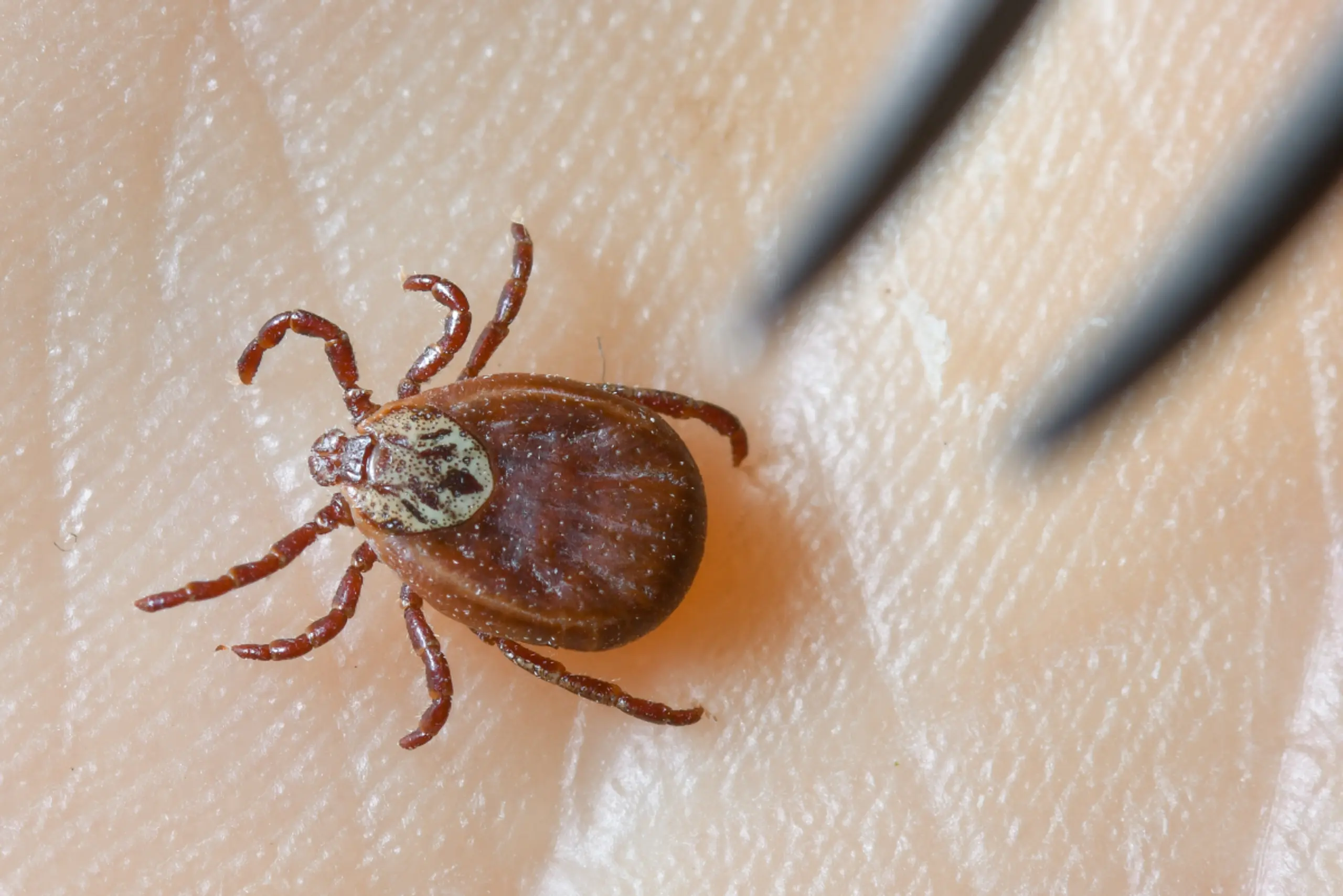 Die FSME-Impfung bedeutet extrem guten Schutz vor der Virusinfektion