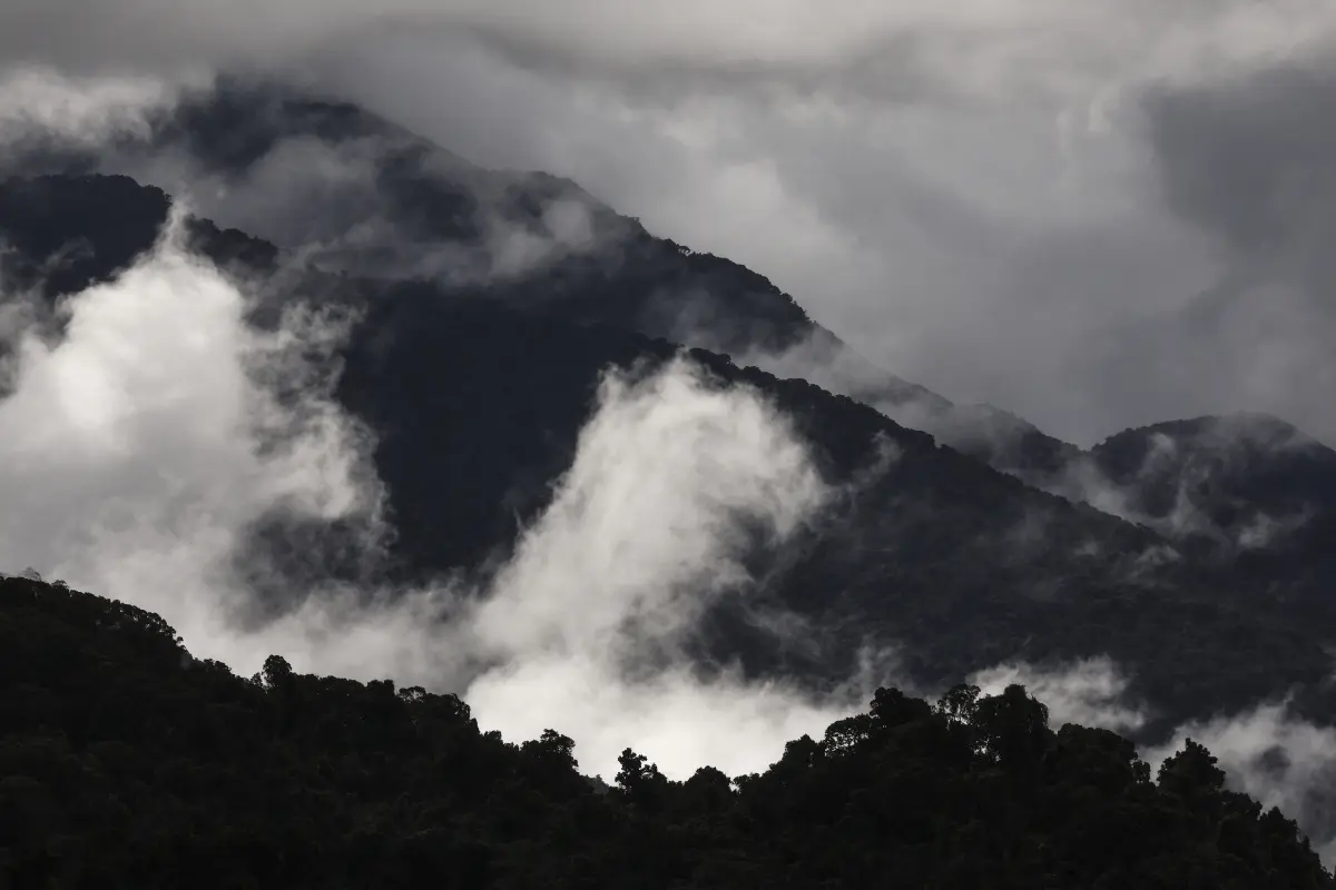 Nebel steigt aus aus Australiens Regenwald