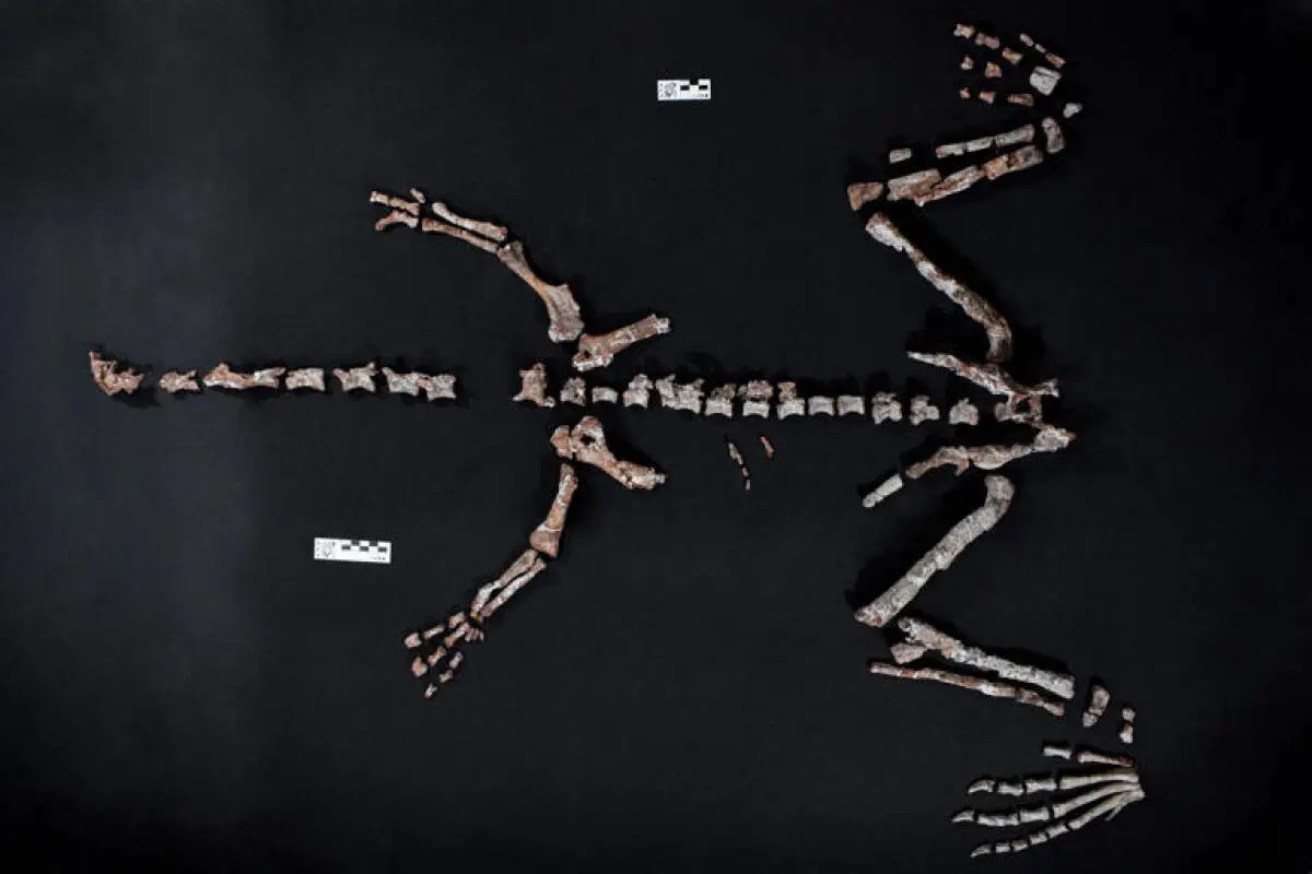 Der kleine, langhalsige Dino lebte vor rund 230 Millionen Jahren