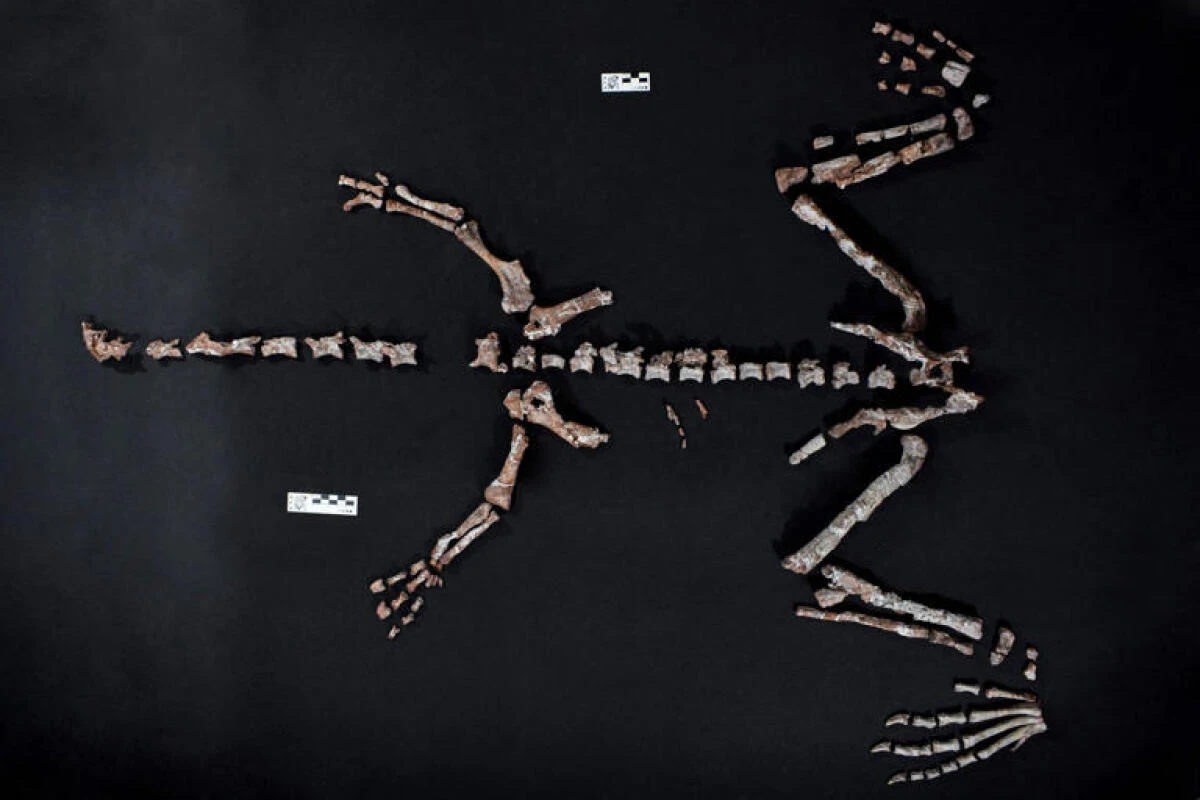 Der kleine, langhalsige Dino lebte vor rund 230 Millionen Jahren