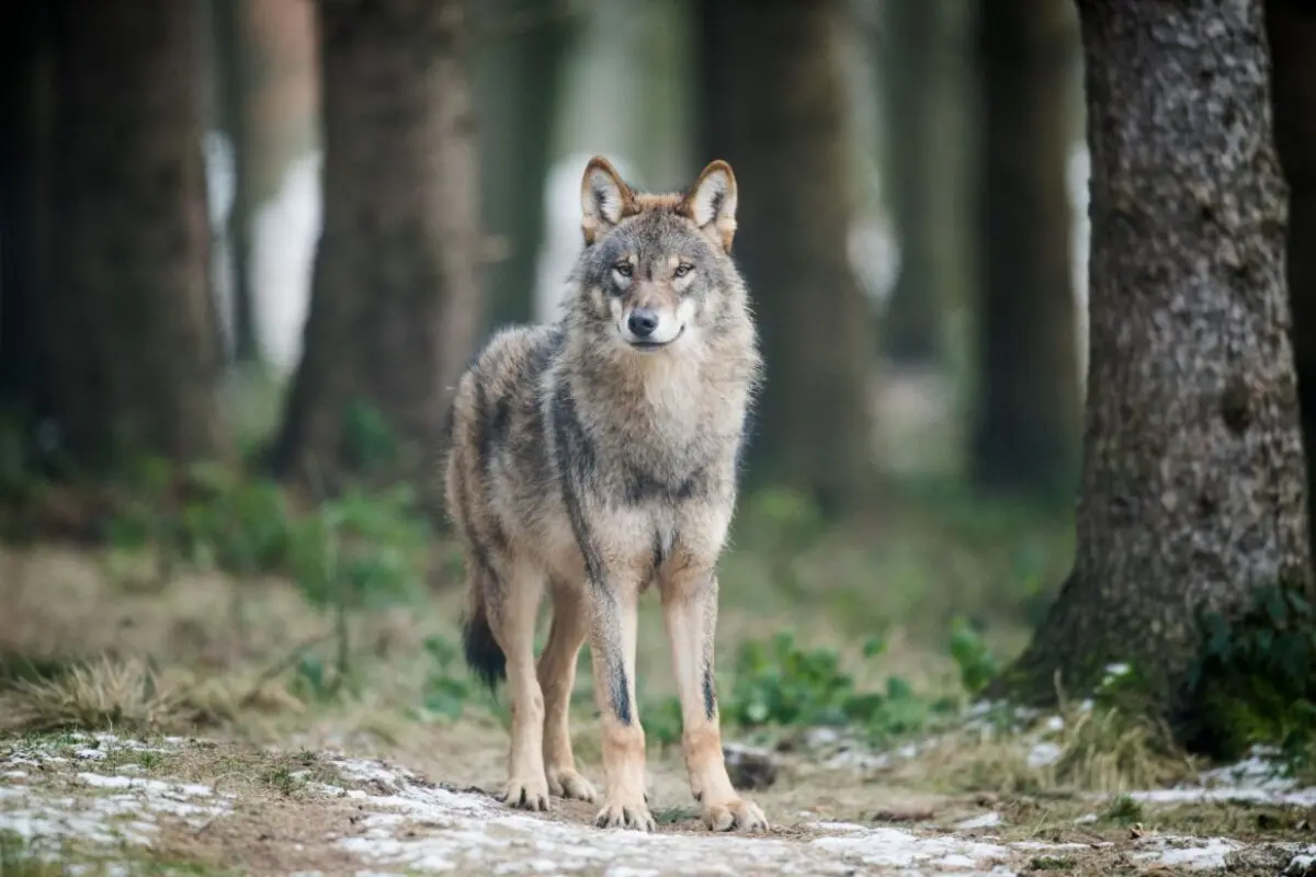 ++ ARCHIVBILD ++ Studie soll Grundlagen für effektives Wolfsmanagement bieten