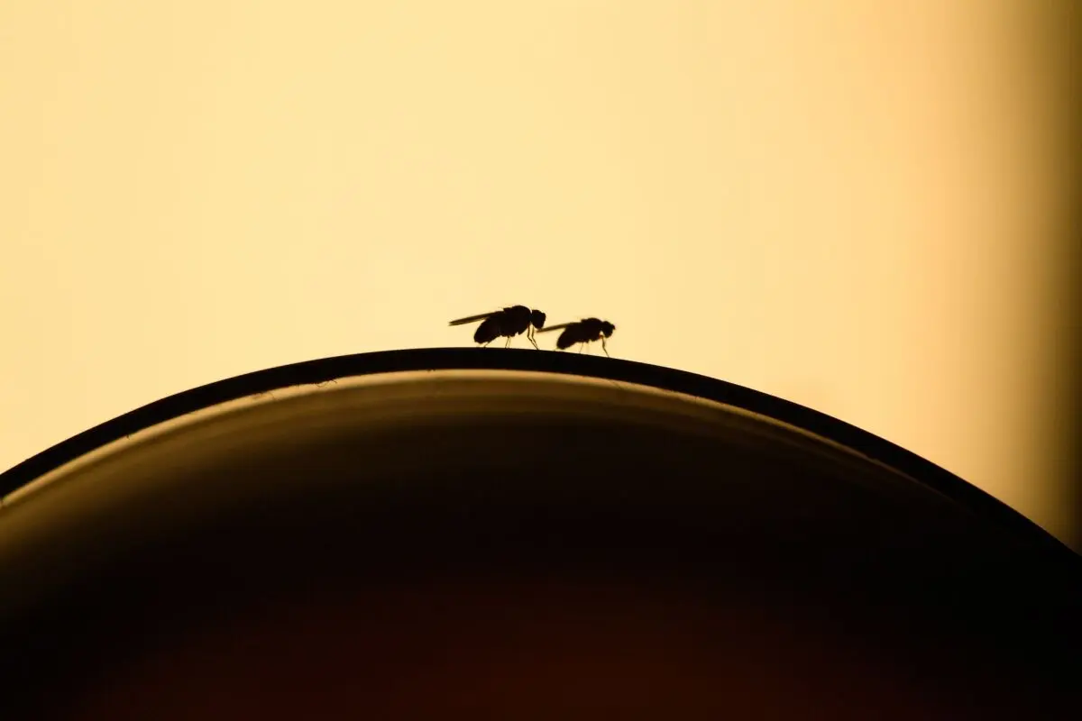 Fruchtfliegen können zum Beispiel Früchte schneller verderben lassen