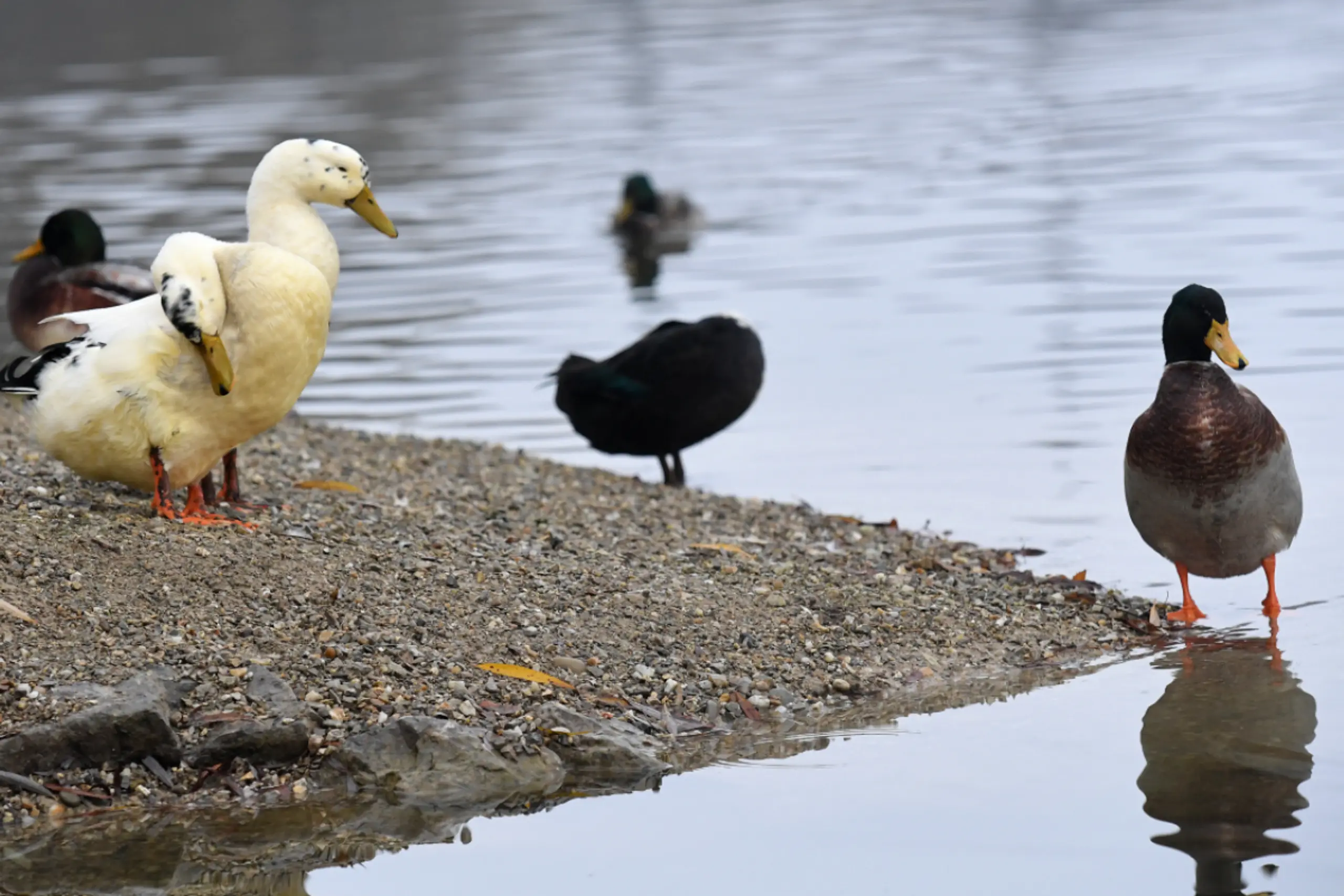 Das Risiko einer Vogelgrippe-Übertragung auf den Menschen ist gering