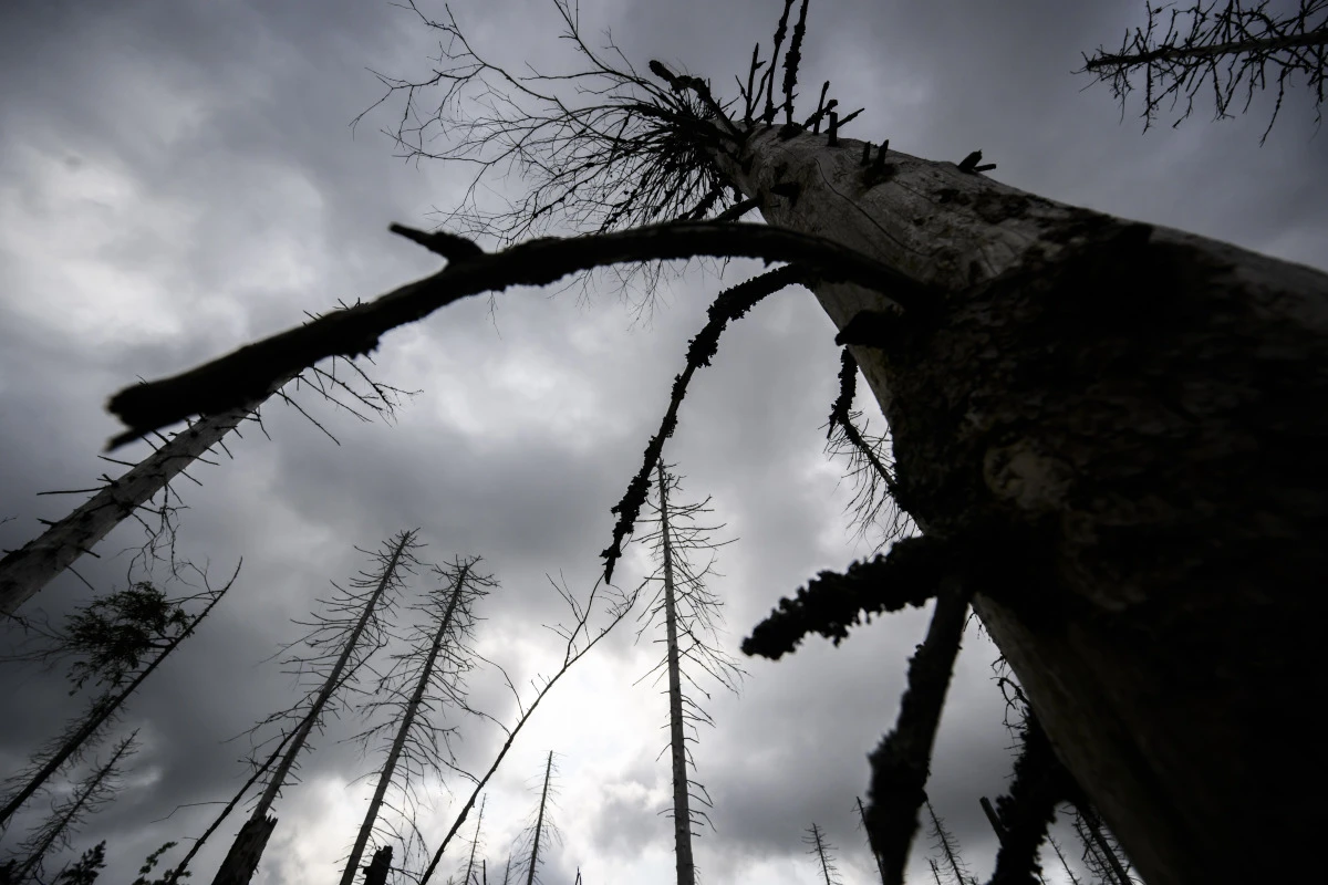 Schäden durch holzbohrende Käferarten haben zugenommen