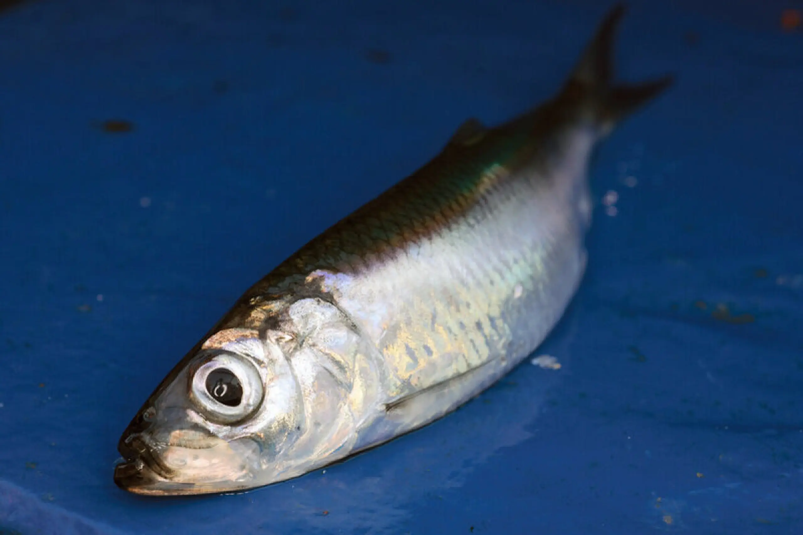 Der Atlantische Hering hält es bei der Fortpflanzung demnach wie Zugvögel