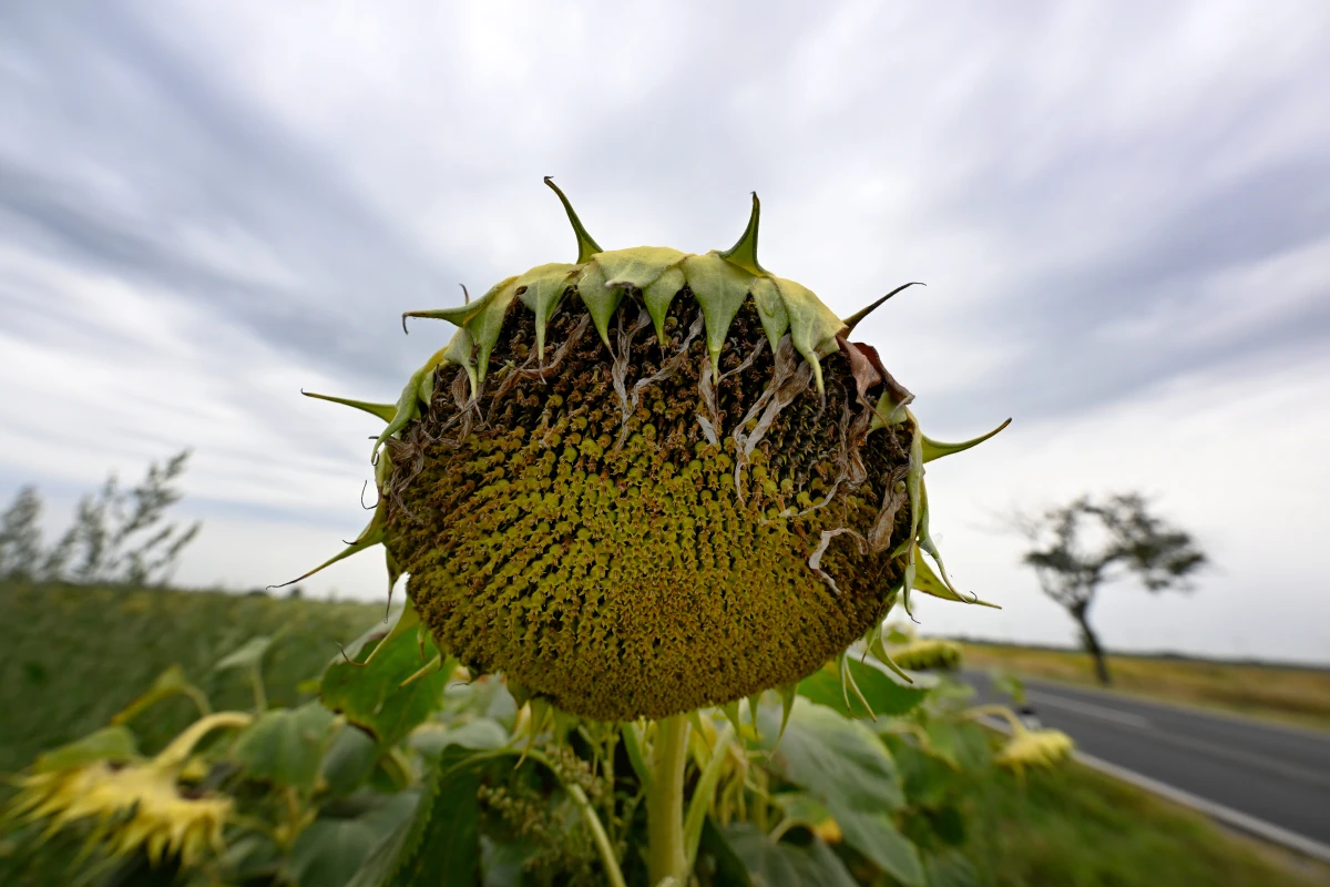 Die Klimaerwärmung macht vielen Teilen der Welt zu schaffen.