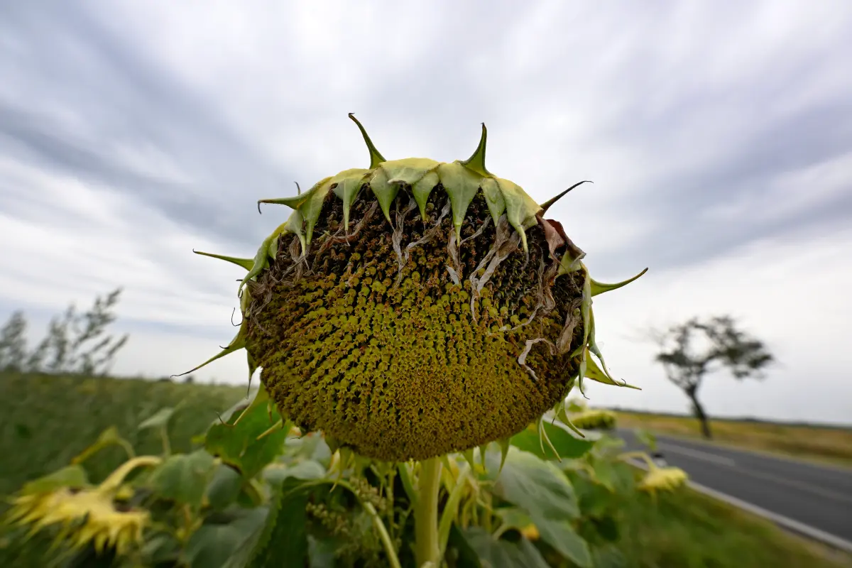 Die Klimaerwärmung macht vielen Teilen der Welt zu schaffen.
