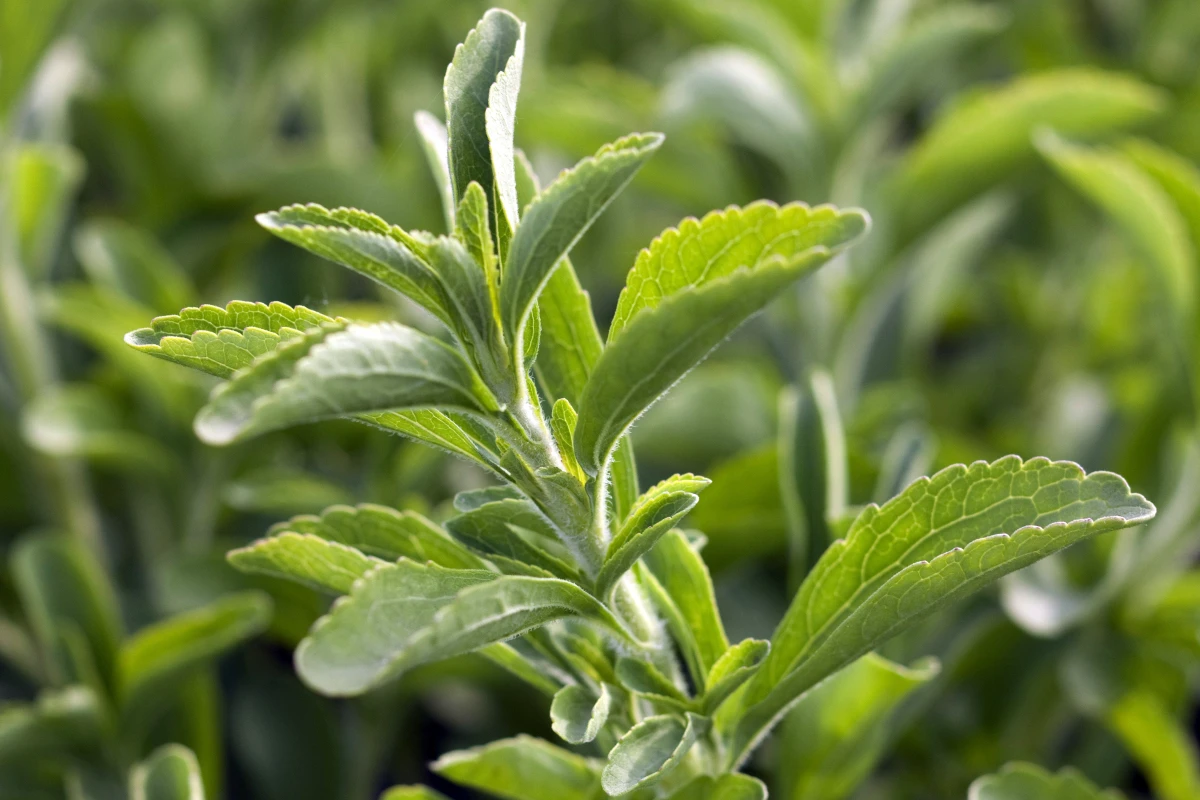Aus einem Extrakt der Stevia-Pflanze entstehen Steviolglycoside