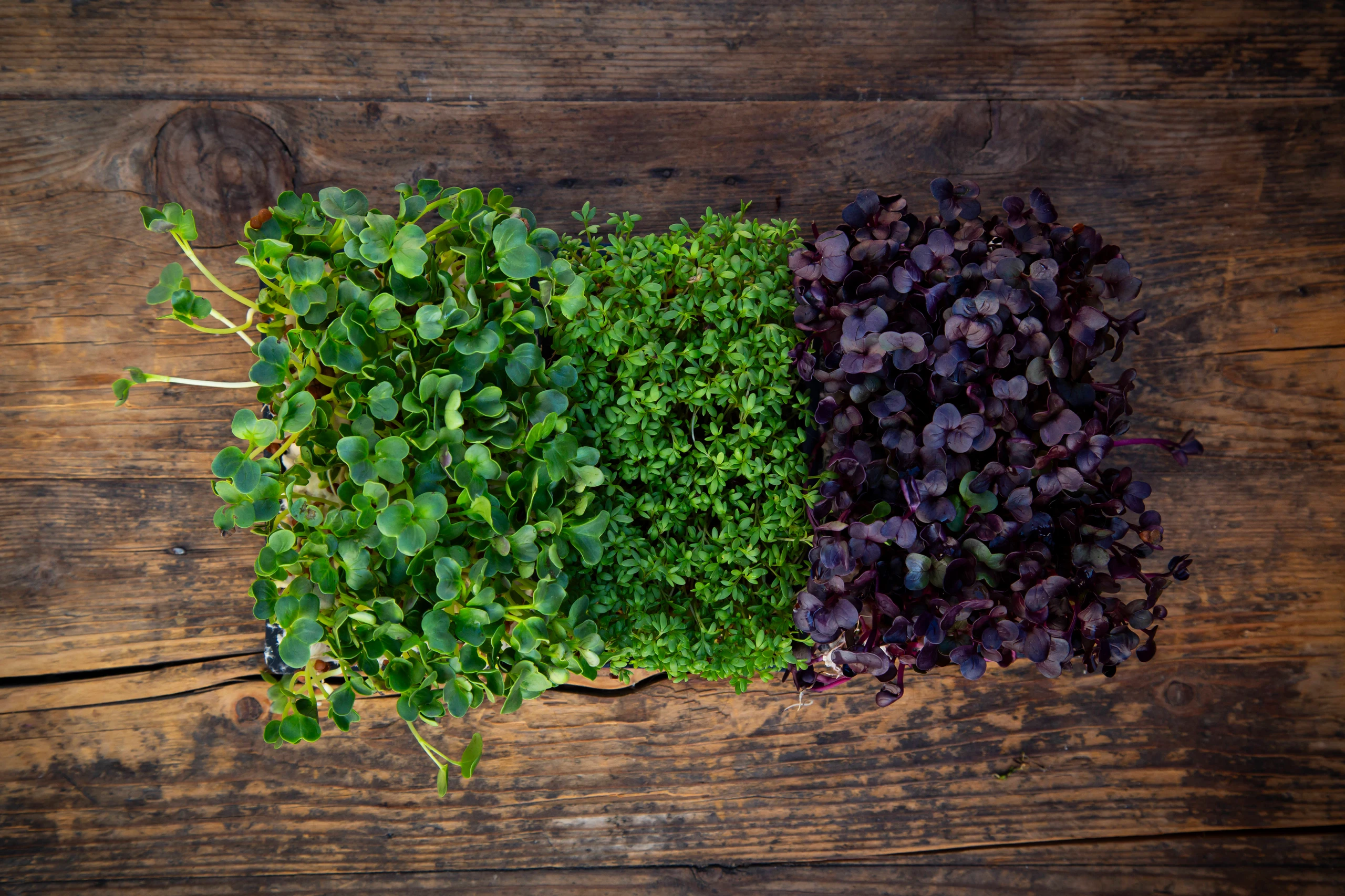 Brunnenkresse: Nährstoffe, Wirkung, Anbau und Verwendung