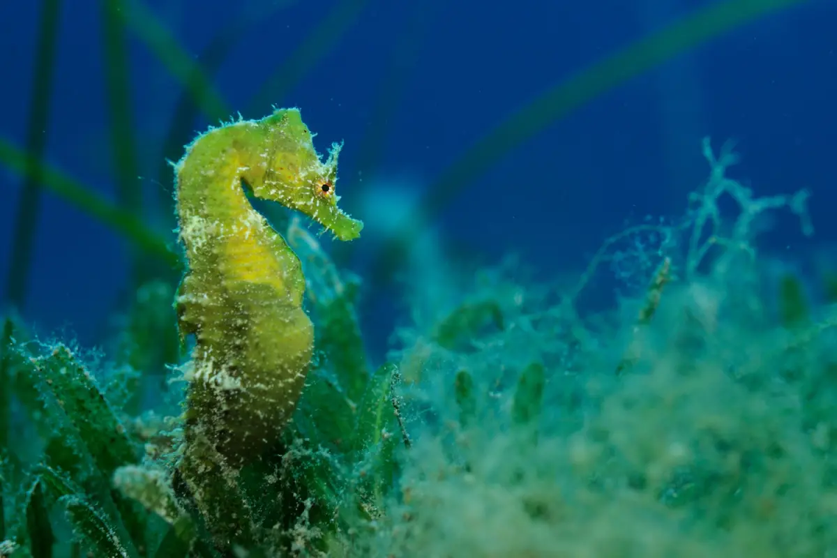 Bei Seepferdchen steuern männliche Sexualhormone die Entwicklung der Embryos