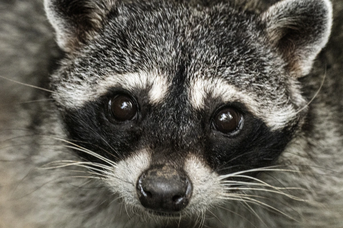 Procyon lotor hat in Amerika bisweilen engen Kontakt zu Menschen