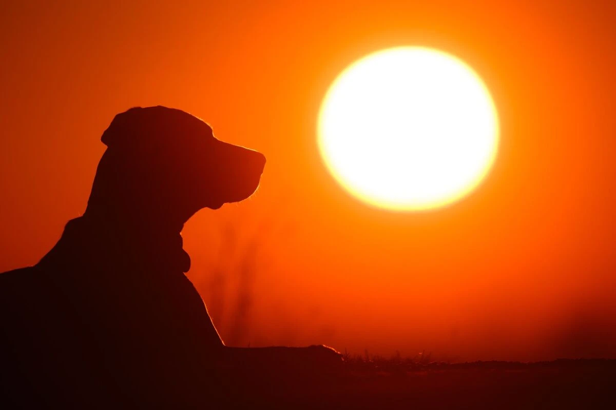 Hund begleitet Menschen schon seit 20.000 Jahren