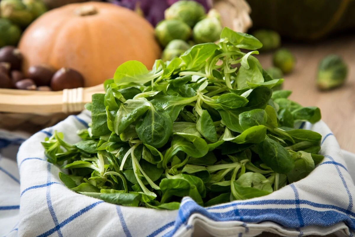 Die zarten, grünen Blättchen des Vogerlsalats sind empfindlich