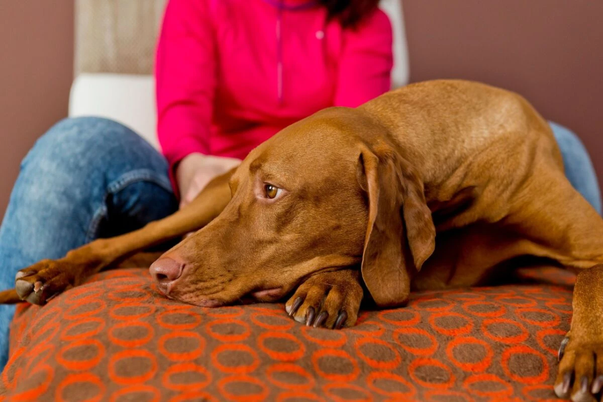 Hundebesitzer fühlen sich durchschnittlich wohler