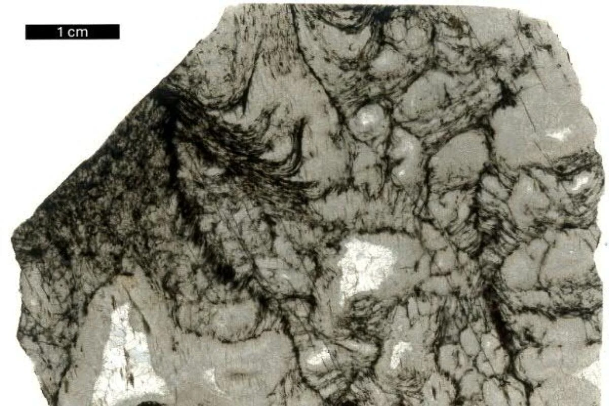 Schwarze Strukturen im Gestein wurden von Mikroorganismen vor 2,5 Mrd. Jahren hinterlassen