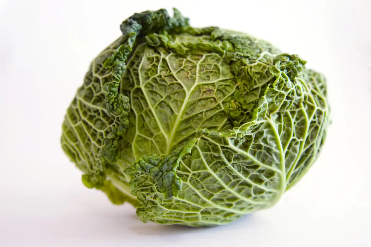 Frischen Wirsing erkennt man daran, dass er beim Schütteln rasselt