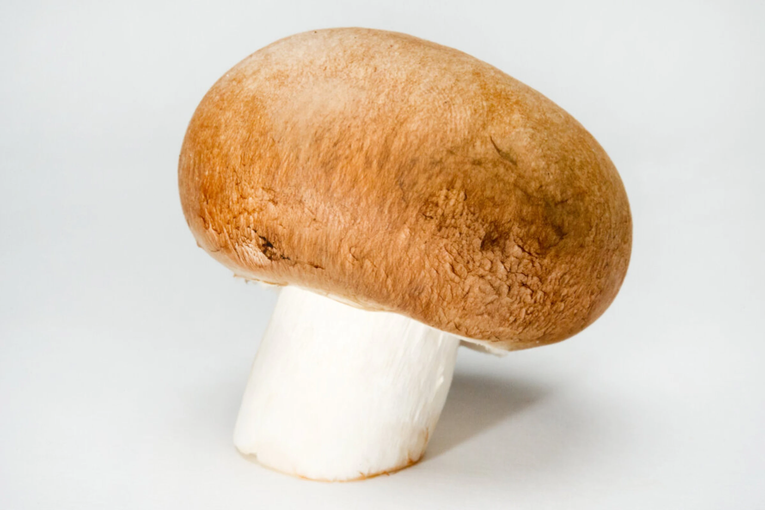 Braune Champignons sind genauso gesund wie weiße