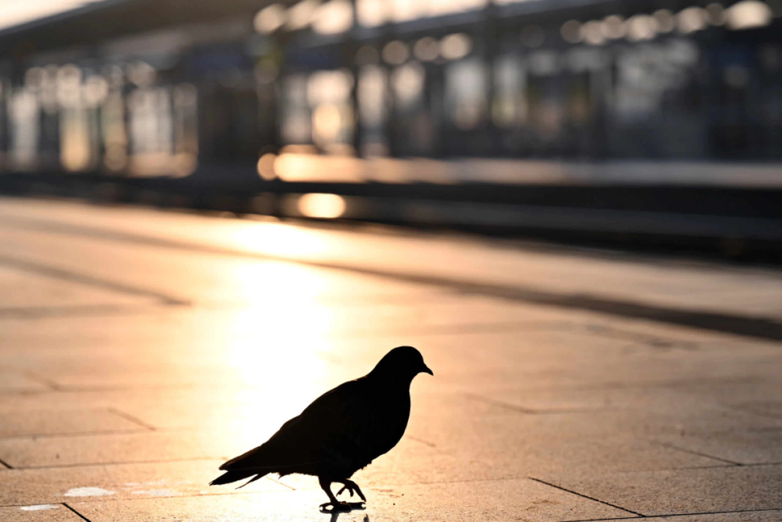Die rätselhafte Fähigkeit von Vögeln fesselt die Forschung schon lange