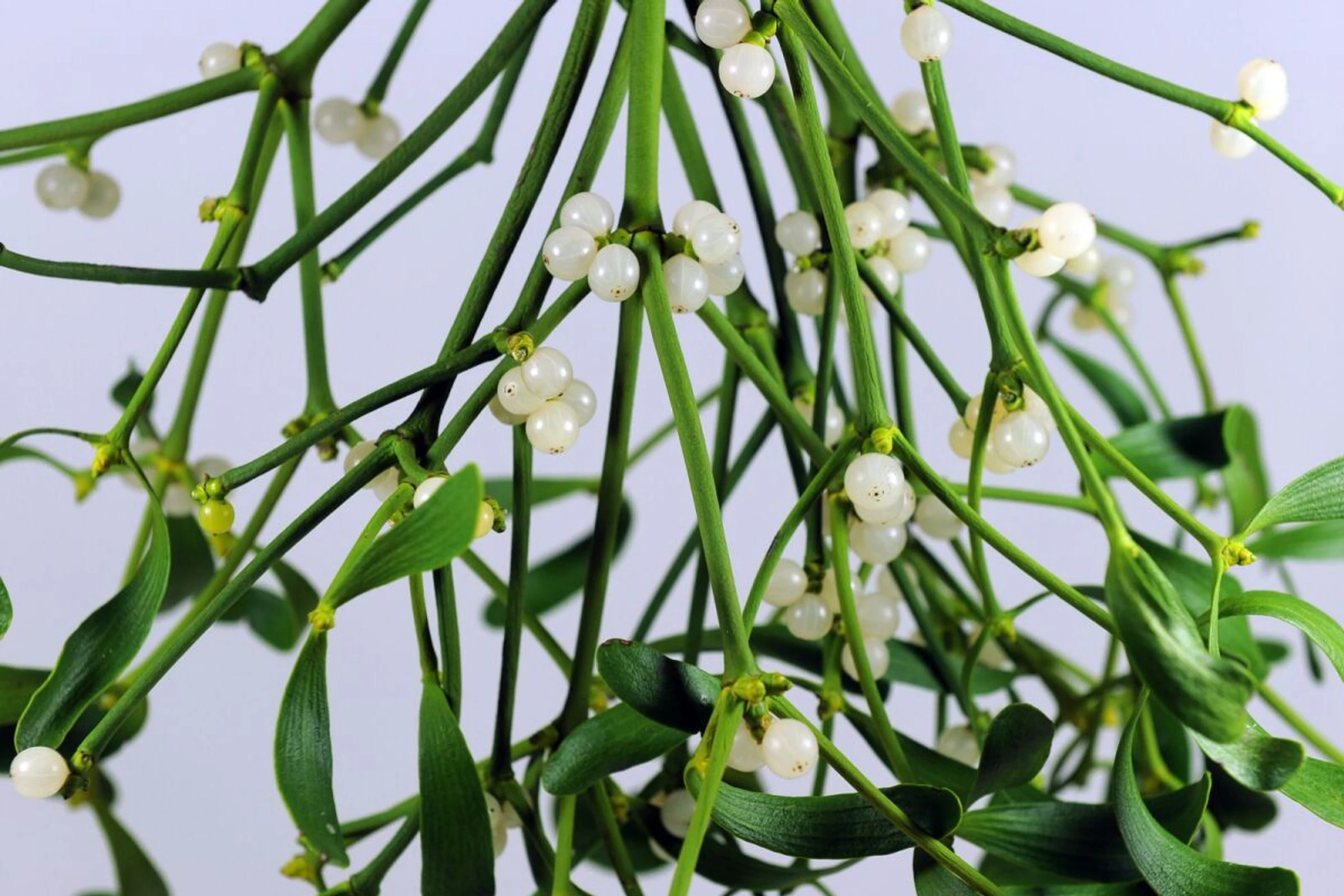 Vor allem Stängel und Blätter des Mistelzweigs enthalten den Giftstoff