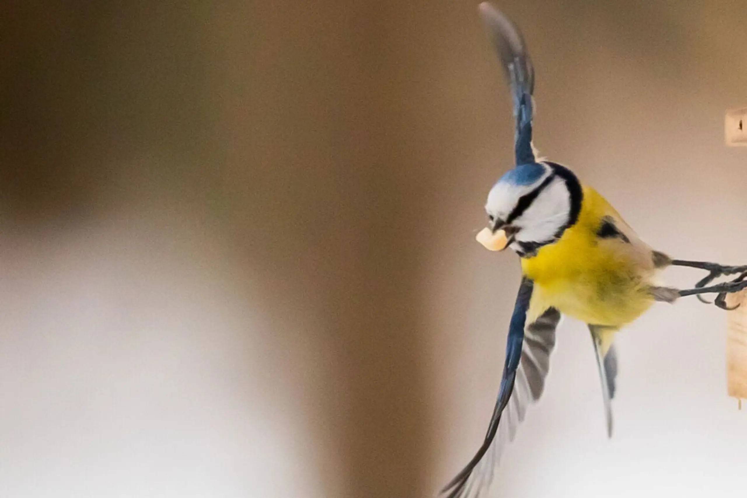 Das selbst gemachte Futter an einer schattigen Stelle aufhängen