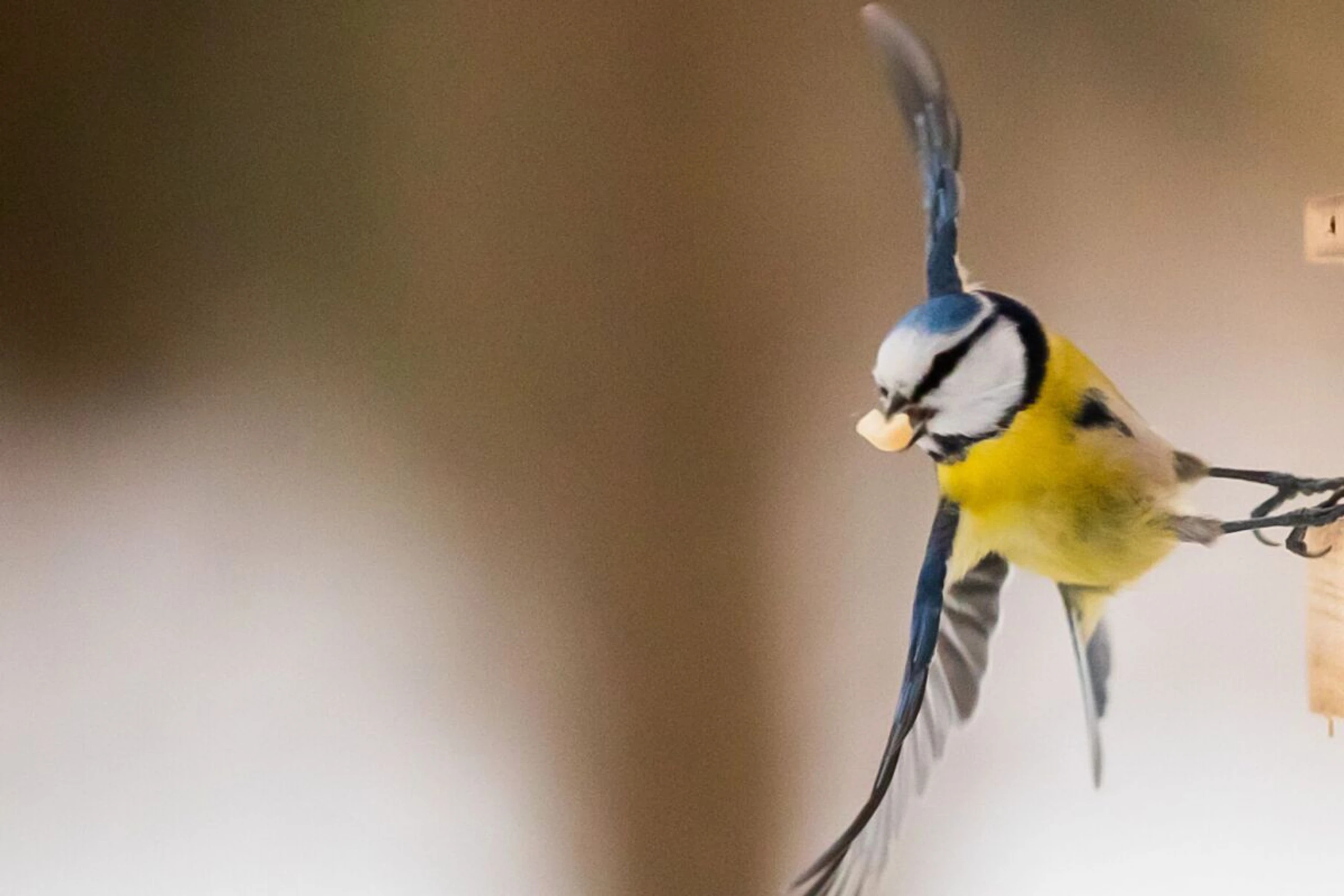 Das selbst gemachte Futter an einer schattigen Stelle aufhängen