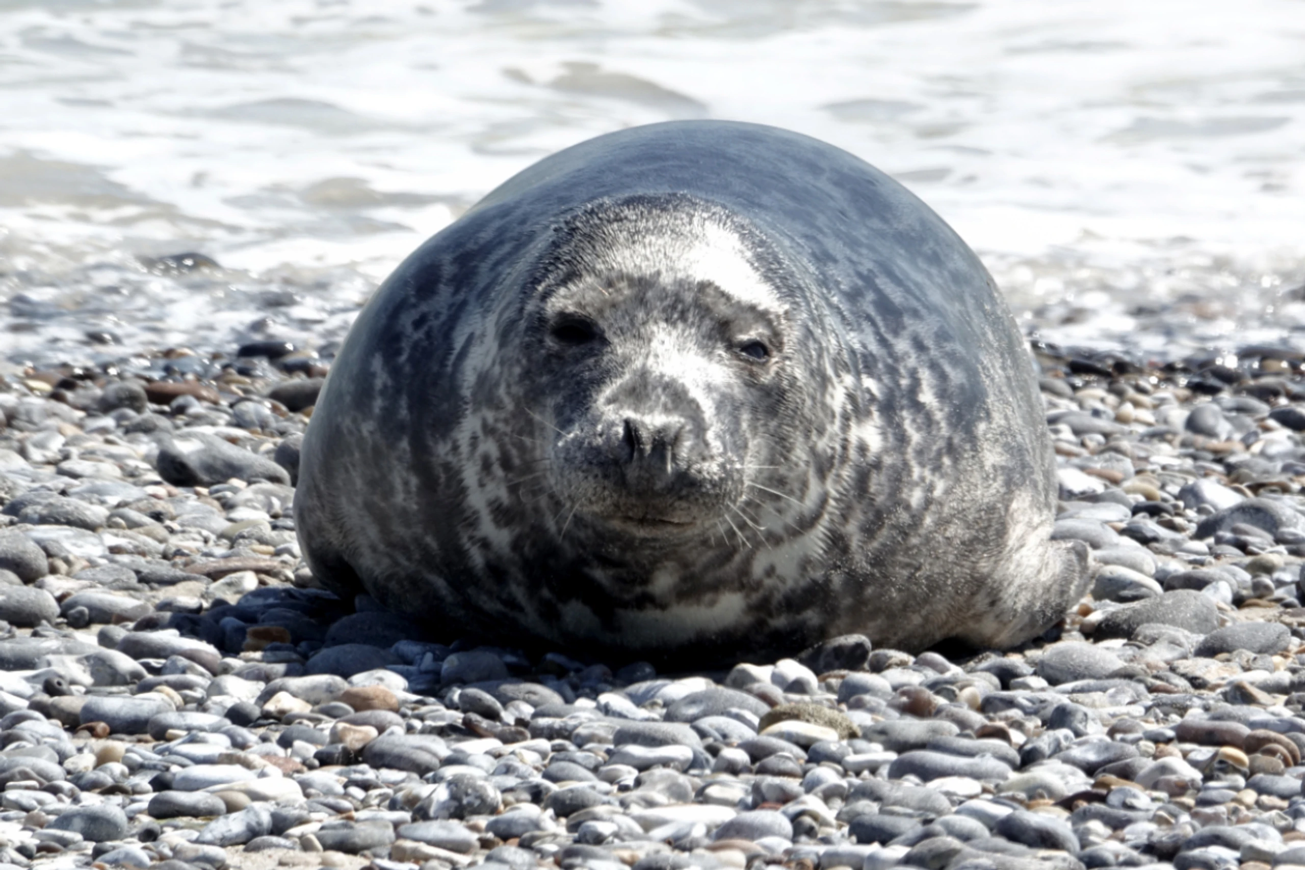 Komplexität nicht-menschlicher Milch "massiv unterschätzt"