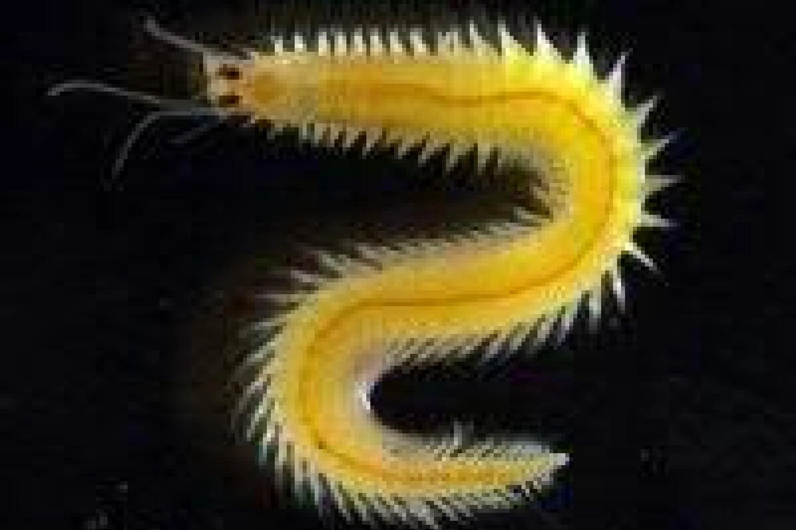 Der Borstenwurm Platynereis dumerilii