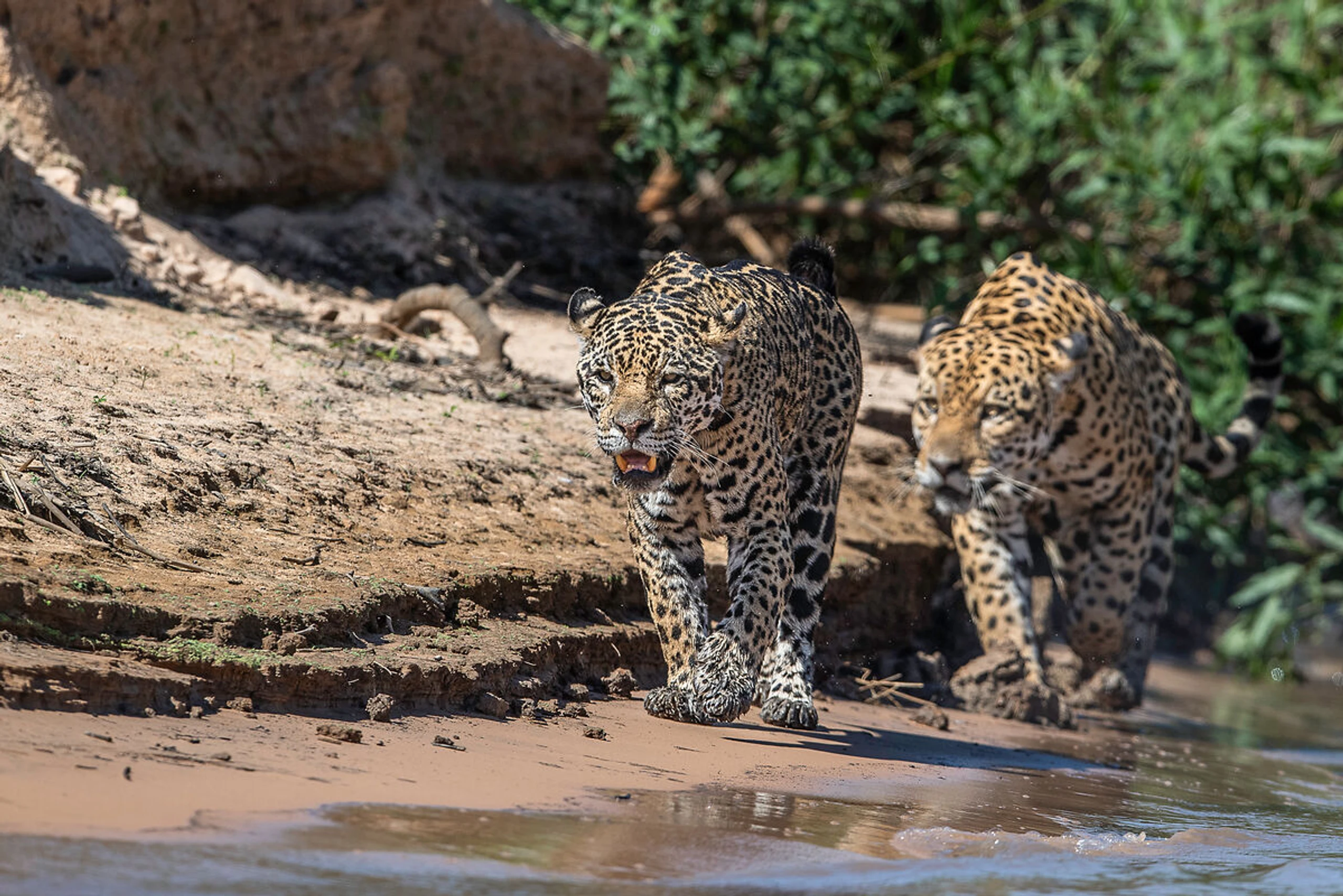 © WWF-Sweden Ola Jennersten Blurred image background